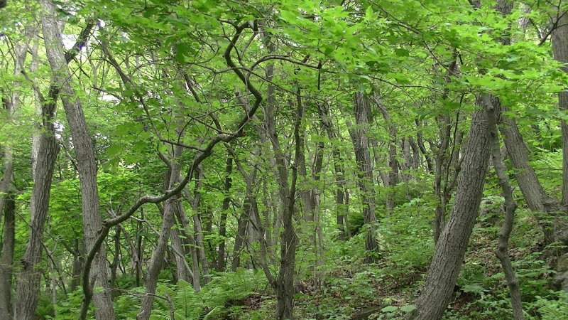 Хвойные деревья в тропиках