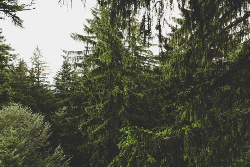 Лиственница Сибирская Larix sibirica