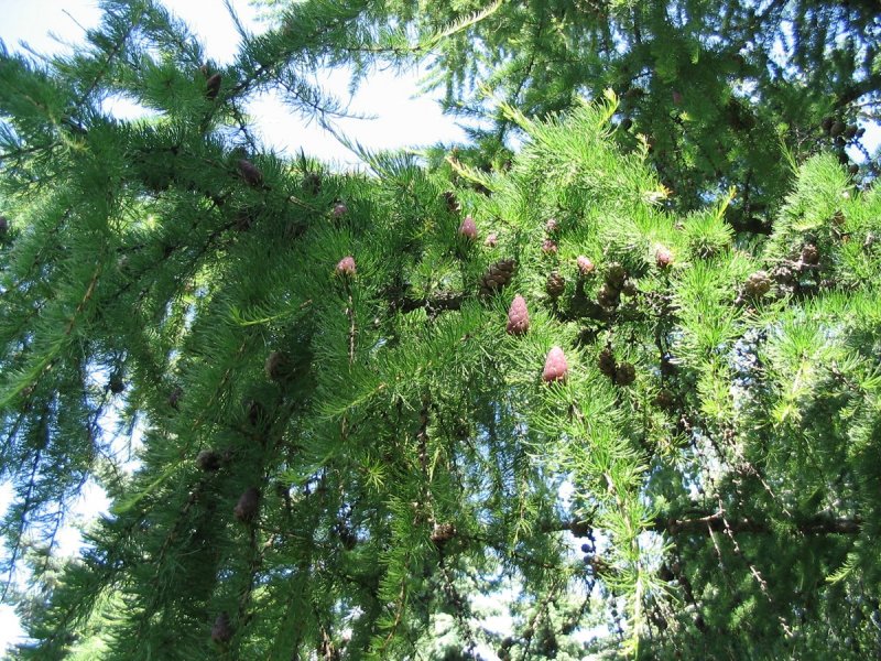 Лиственница Сибирская Larix sibirica