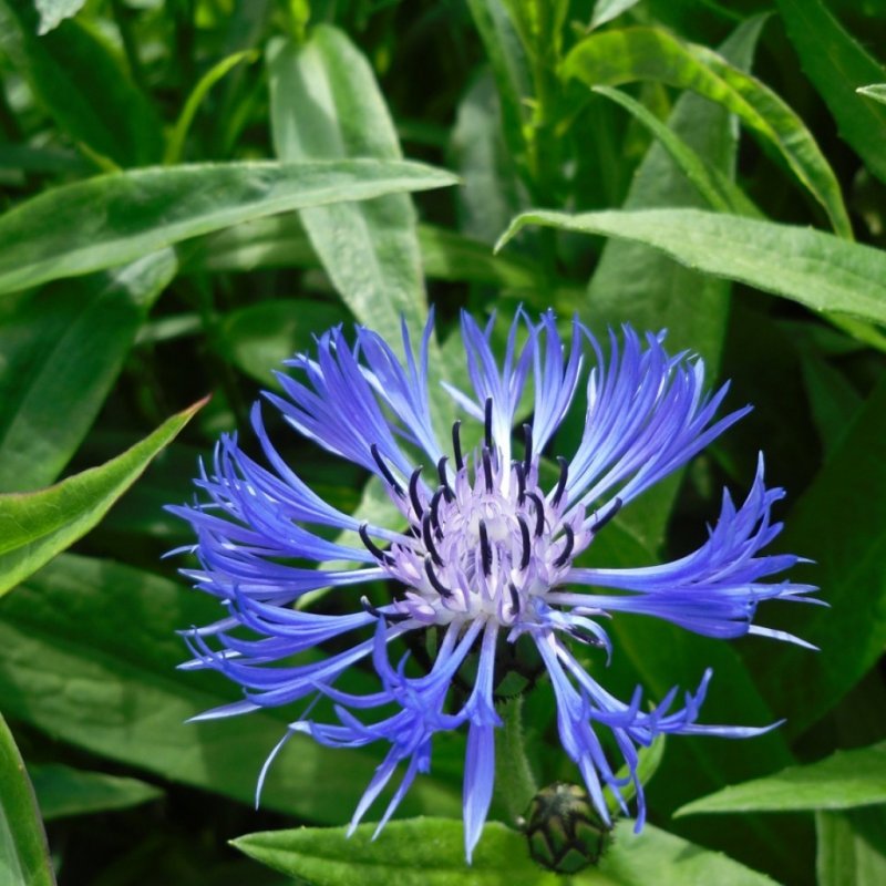Centaurea Montana Василек