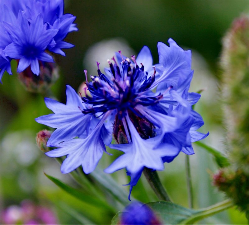 Василек горный (Centaurea Montana)
