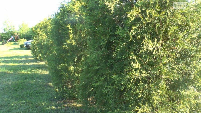 Туя Западная Брабант Живая изгородь