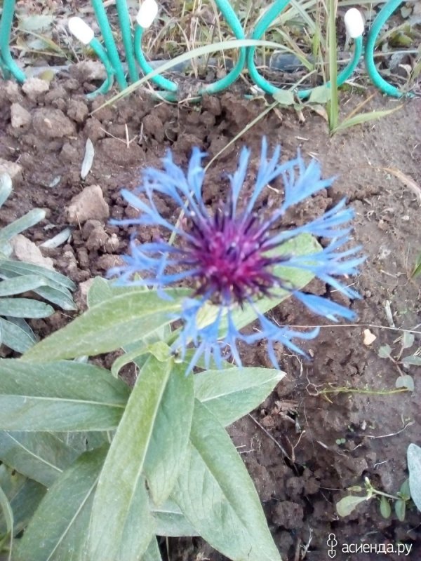Centaurea Montana Василек