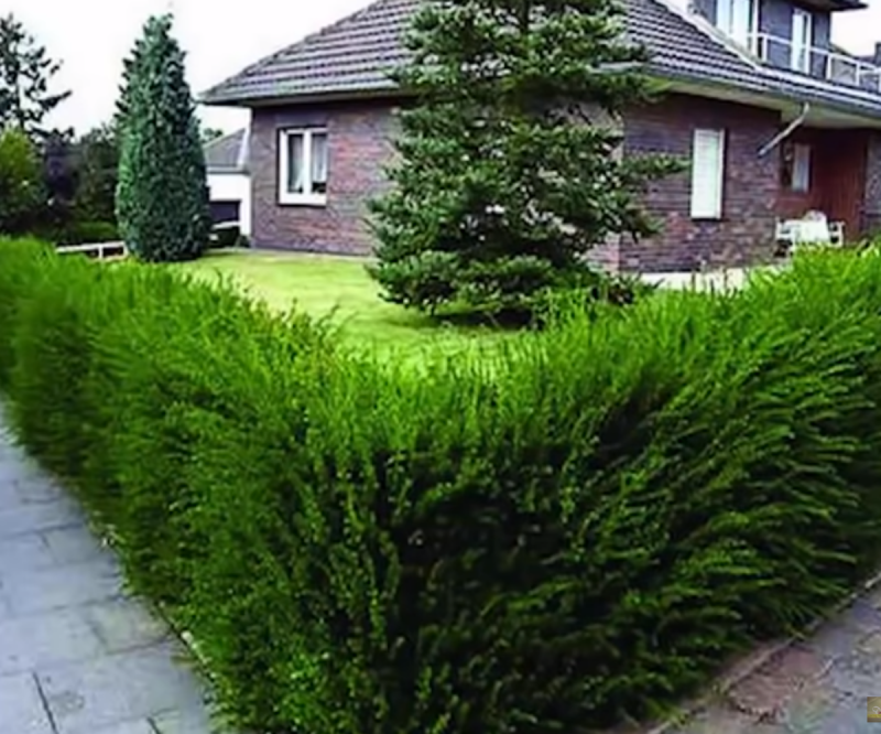 Pinus sibirica ВЕДЬМИНА метла