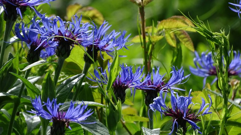 Centaurea Montana