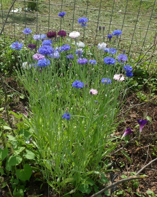 Василек горный grandiflora