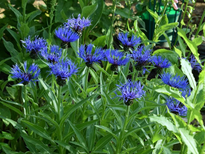 Василёк Донской (Centaurea tanaitica Klok.)