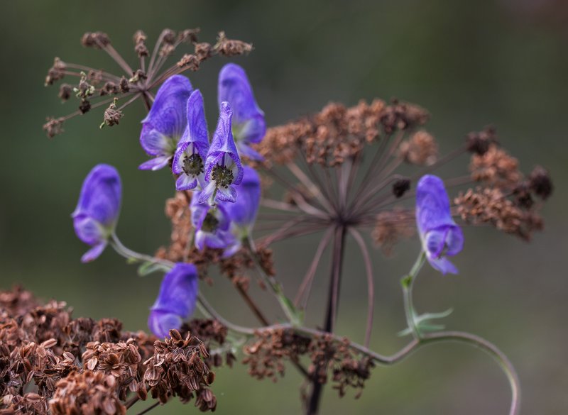 Aconitum volubile Pall. Ex Koelle