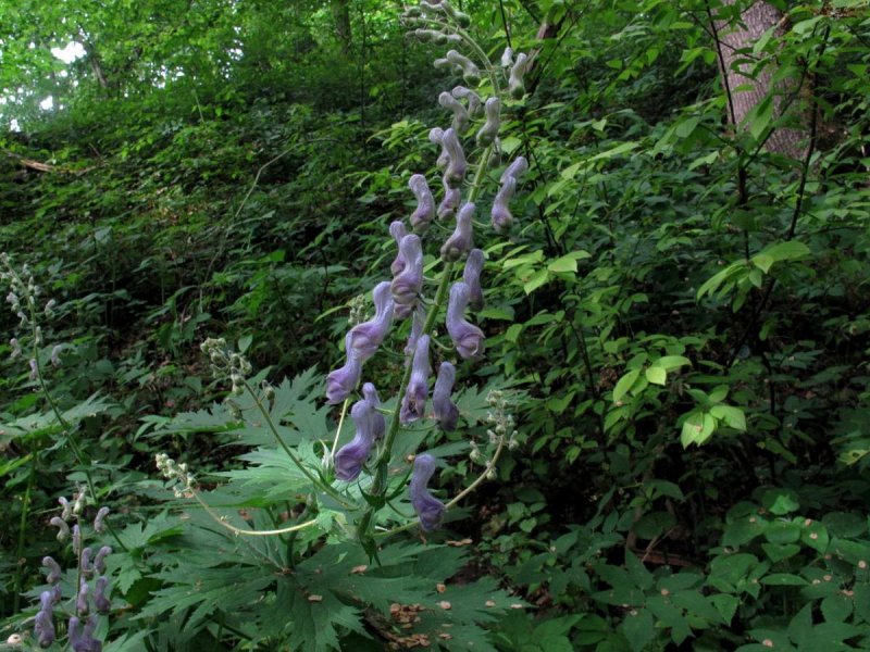 Борец двухцветковый Aconitum biflorum Fisch. Ex DC.