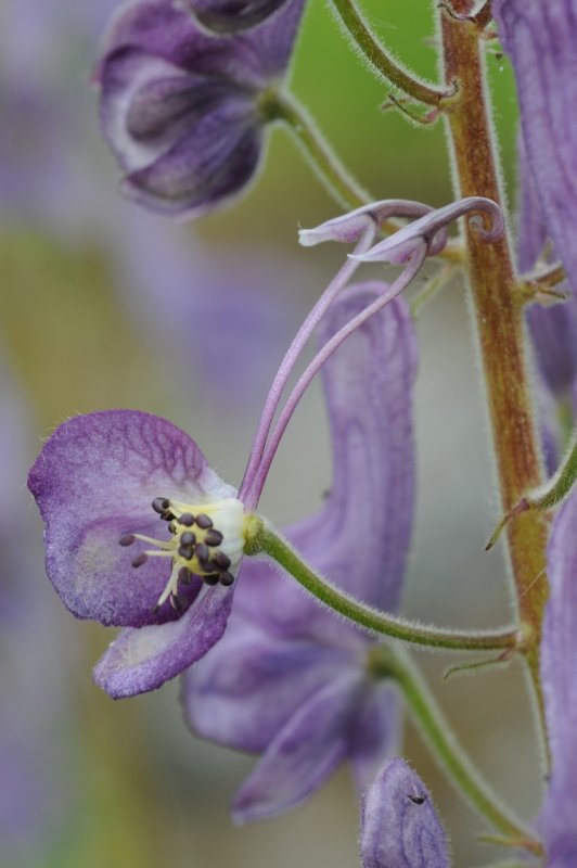 Борец Северный - Aconitum Septentrionale Koelle