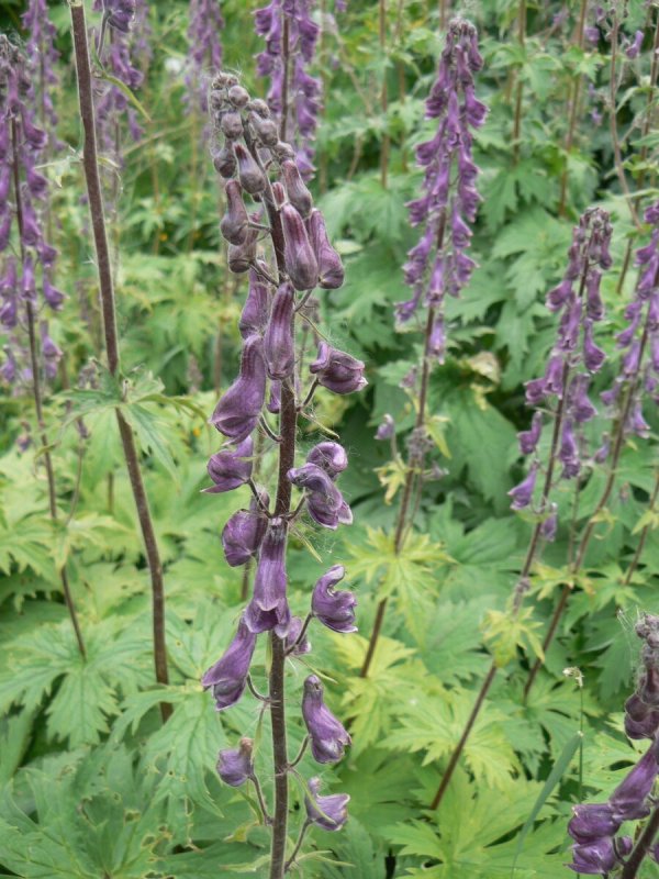 Аконит Aconitum Septentrionale
