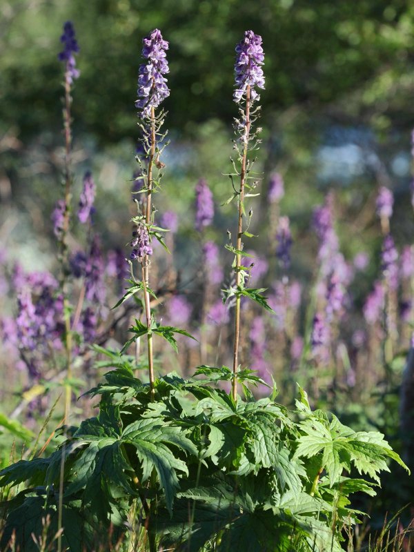 Аконит Aconitum Septentrionale
