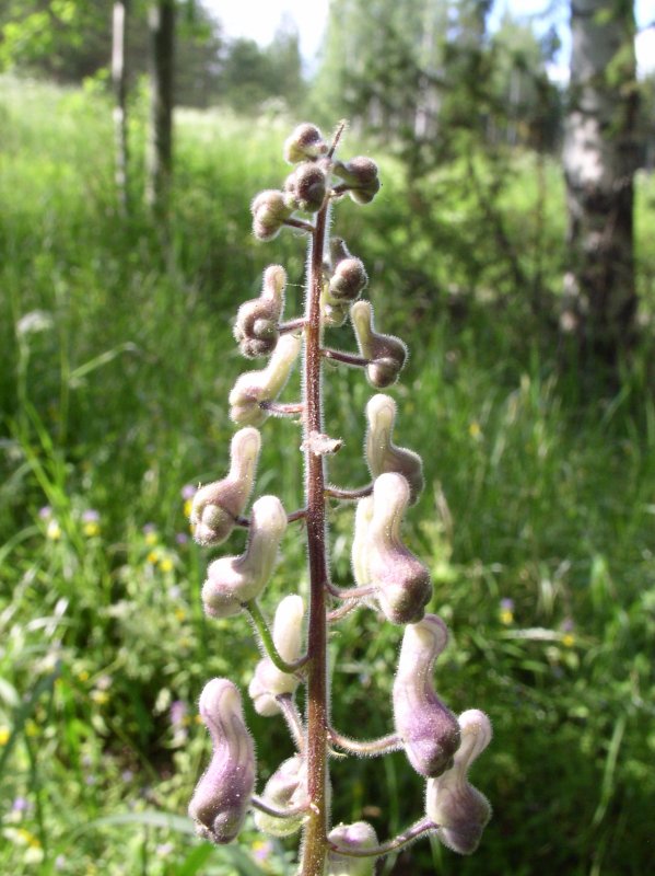 Aconitum lycoctonum