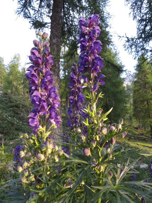 Аконит клобучковый Aconitum napellus