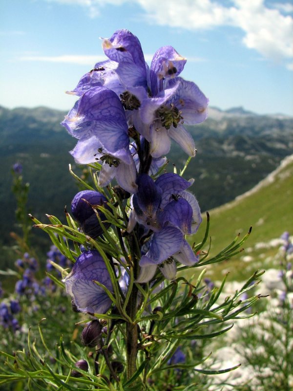 Aconitum gilvum Аибга