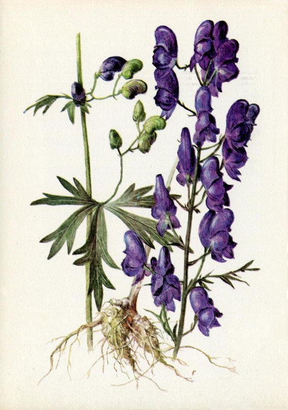 Аконит (борец)