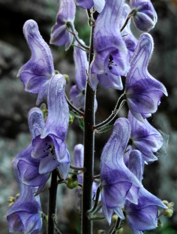 Аконит Aconitum Septentrionale