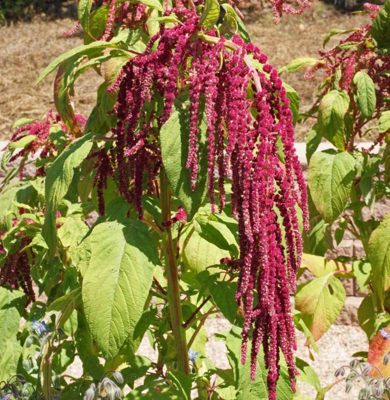Амарант ампельный