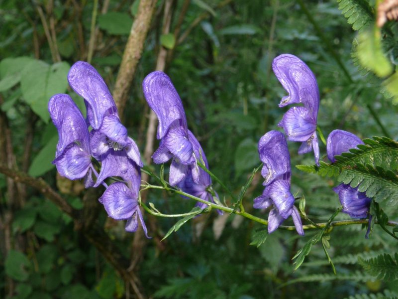 Аконит Ламарка Aconitum lamarckii
