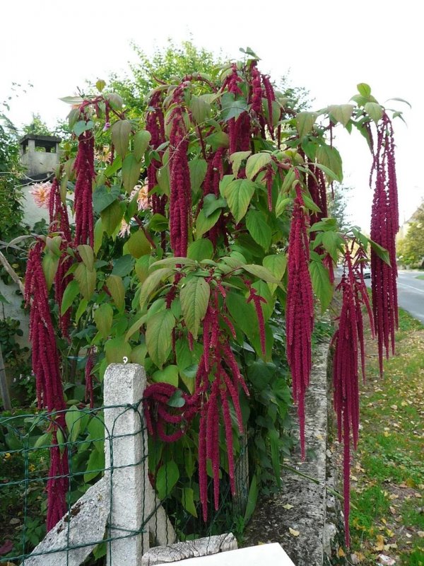 Амарант Колосистый (Amaranthus retroflexus l.)