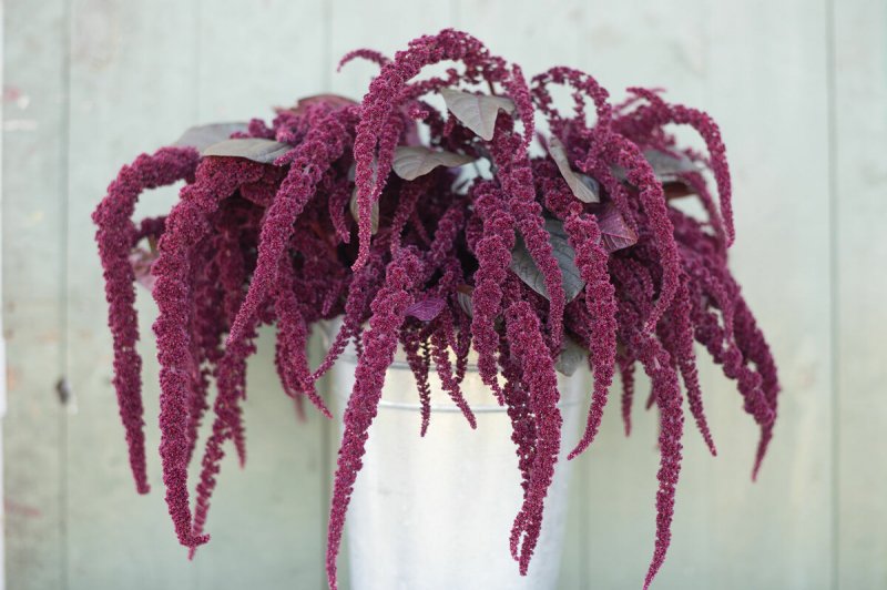Amaranthus caudatus