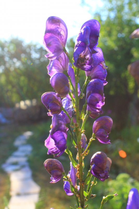 Аконит (борец)