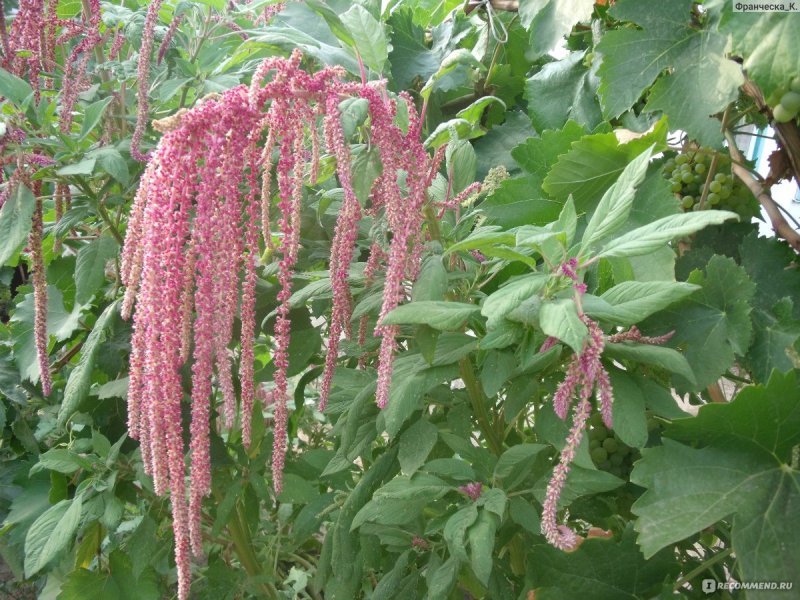 Амарант лавина