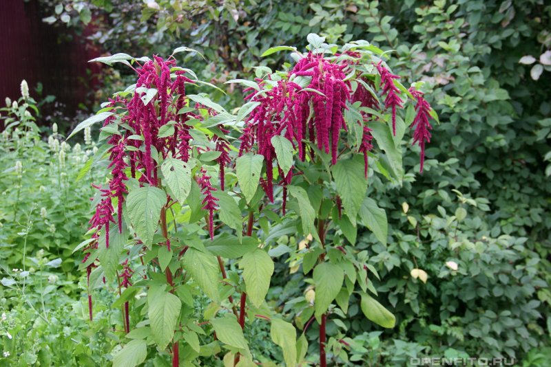 Amaranthus Tricolor Амарант трехцветный