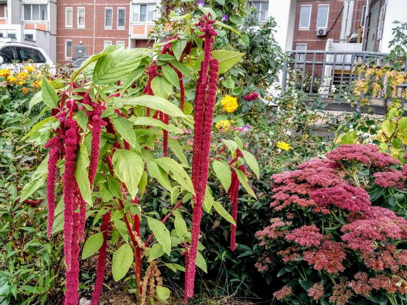 Amaranthus paniculatus Амарант метельчатый