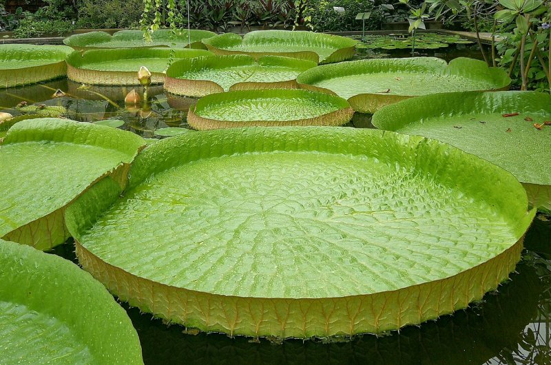 Растения Южной Америки Виктория Регия