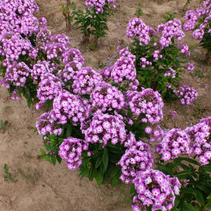 Флокс дернистый