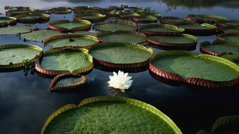 Лотос амазонский
