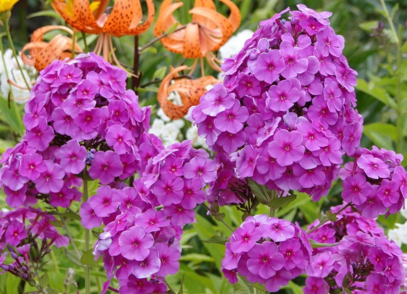 Флокс Королевский