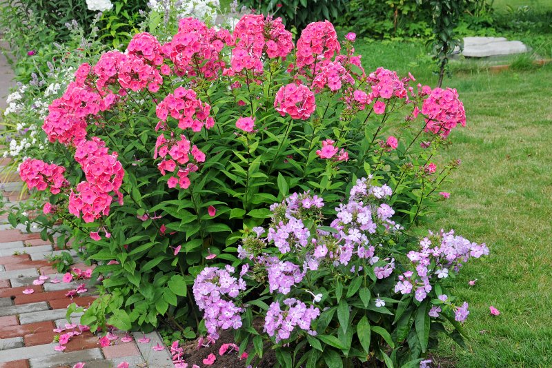 Флоксы куст