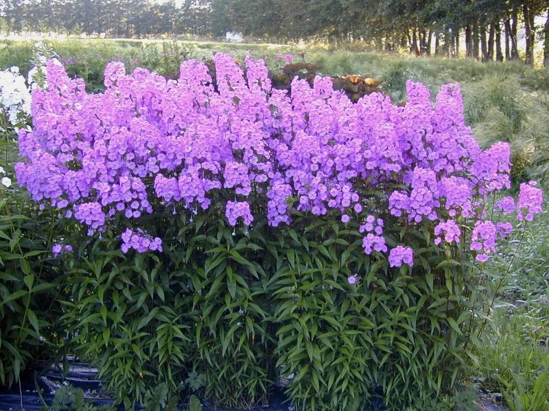 Флокс Арендса