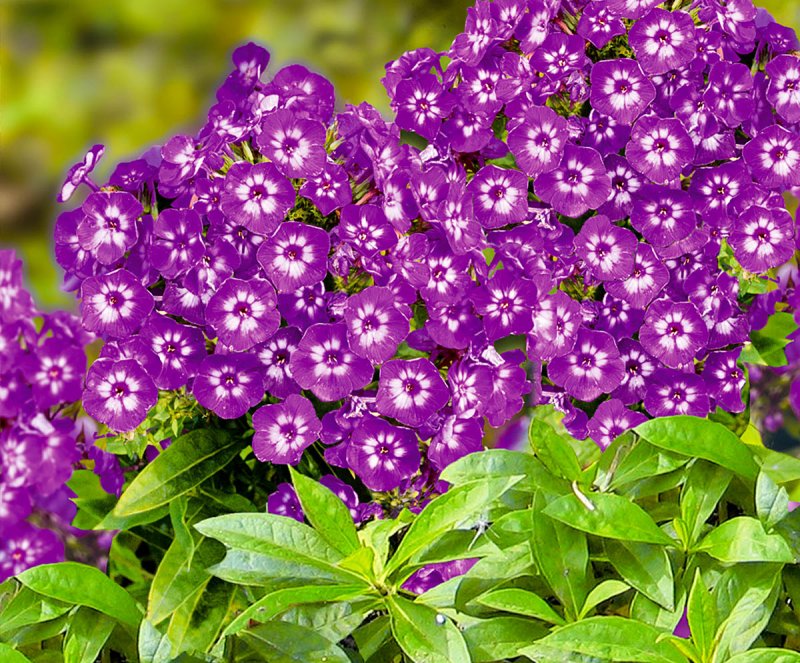 Флокс (Phlox)