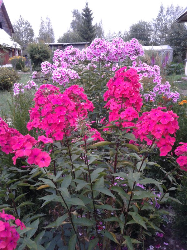 Флоксы многолетники
