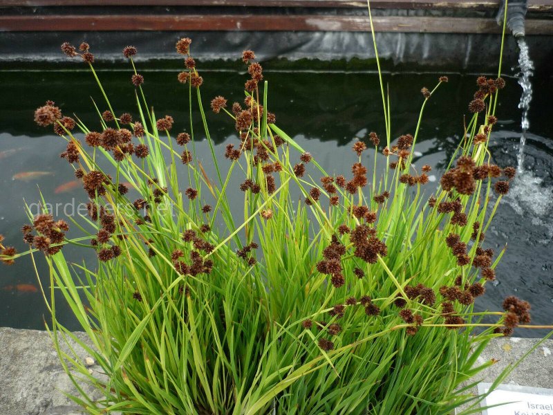 Ситник развесистый Juncus effusus