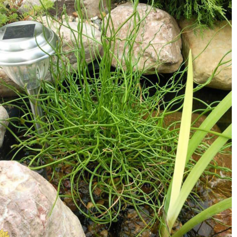 Juncus filiformis