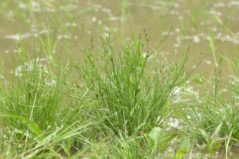 Ситник (Juncus)