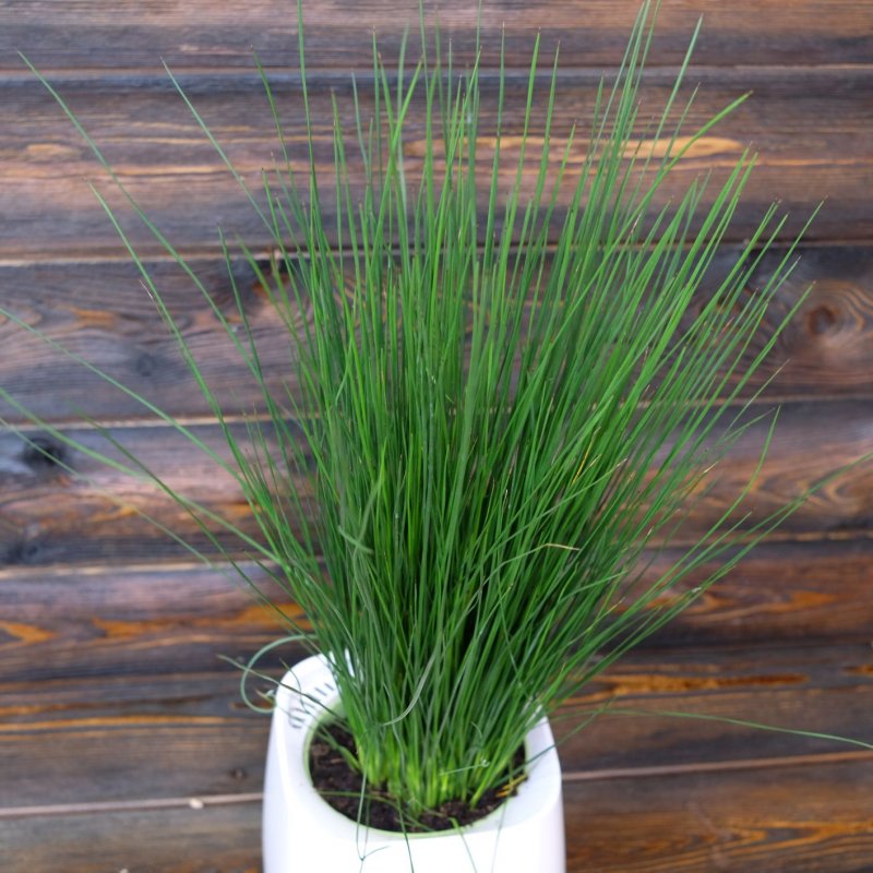 Ситник мечелистный (Juncus ensifolius)