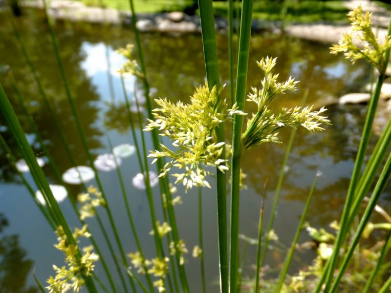 Ситник (Juncus)