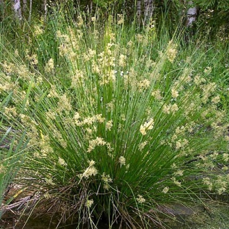 Ситник развесистый Juncus effusus