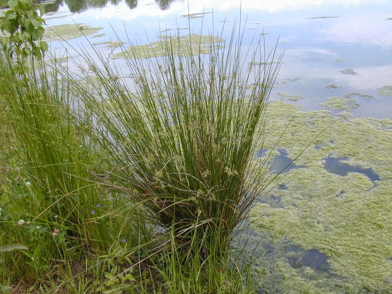 Ситник развесистый Juncus effusus