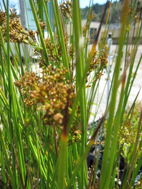 Ситник (Juncus)