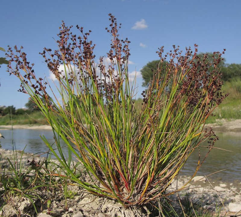 Ситник мечелистный (Juncus ensifolius)