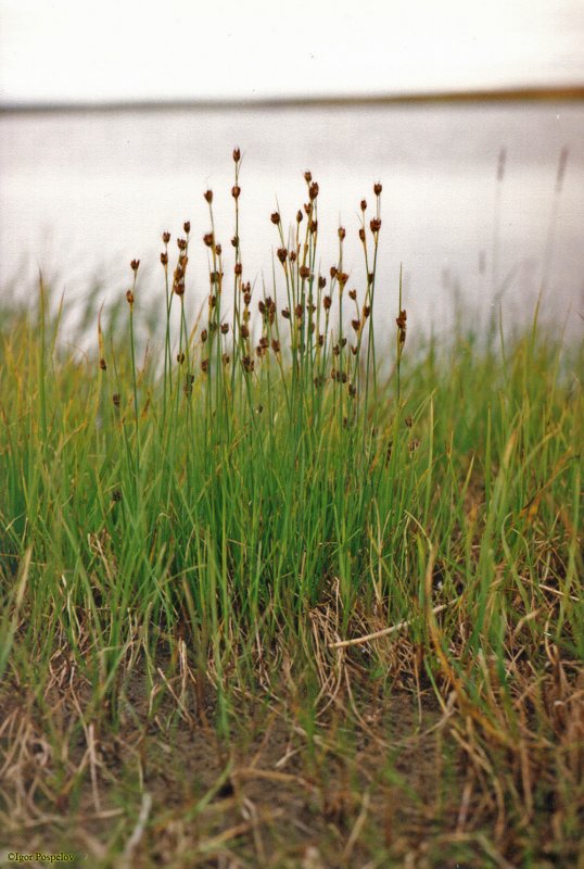 Ситник склоняющийся (Juncus inflexus)