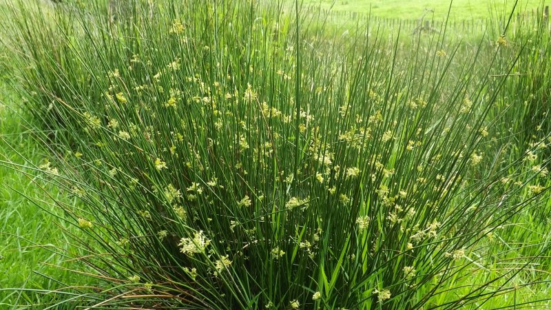 Ситник развесистый Juncus effusus дома