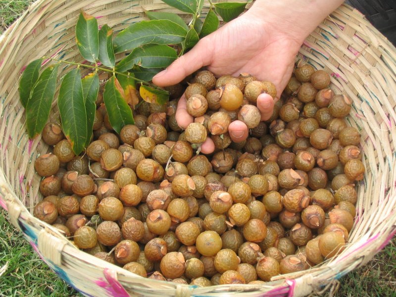 Лонган колючий