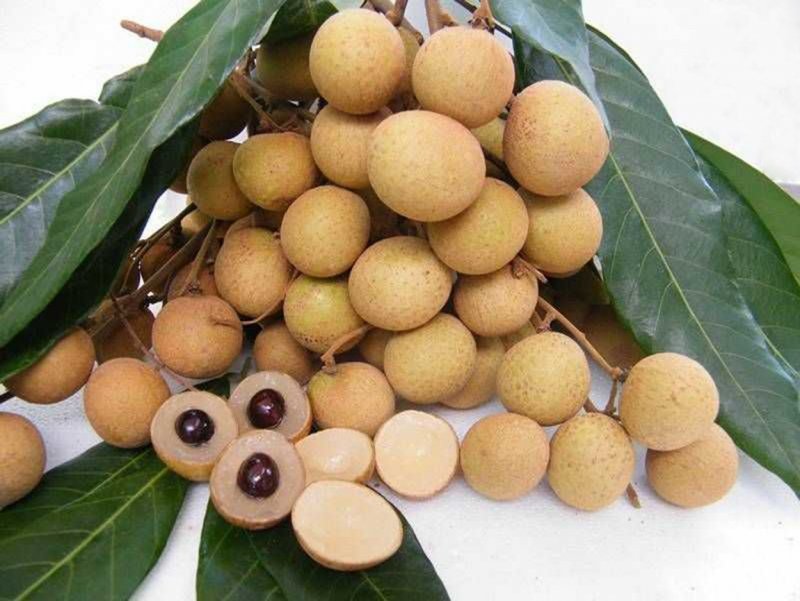 Лонган цветет